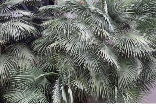 palm leaves 0004